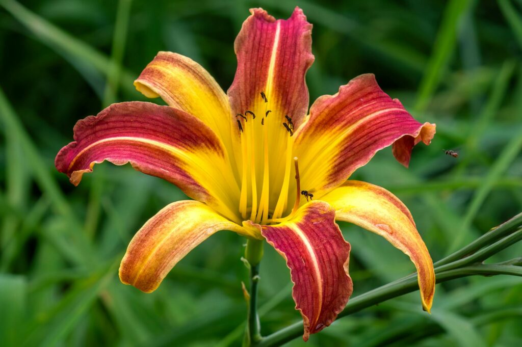 Lily Lane Villas Ubud