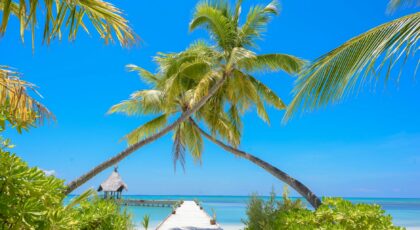 Idyllic tropical beach view with palm trees and pier in Maldives, ideal for relaxation and vacation.