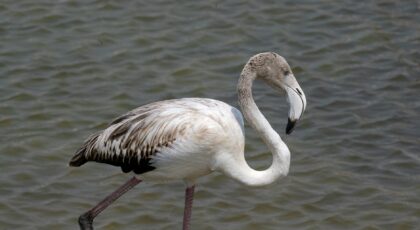 Greater flamingo wading in water in Dubai. Captivating wildlife portrait showcasing grace and elegance.